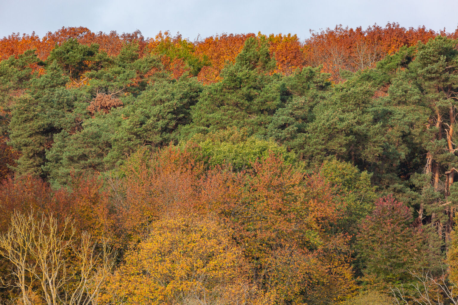 Herbstlich verfärbte Bäume