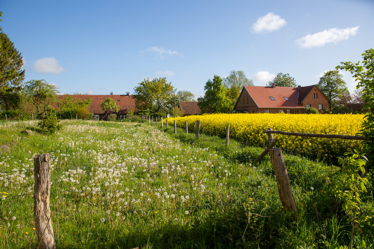 Blühendes Rapsfeld vor einem Bauernhof