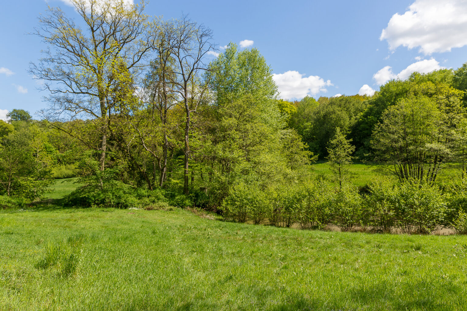 Wiese am Waldrand mit altem Baumbestand
