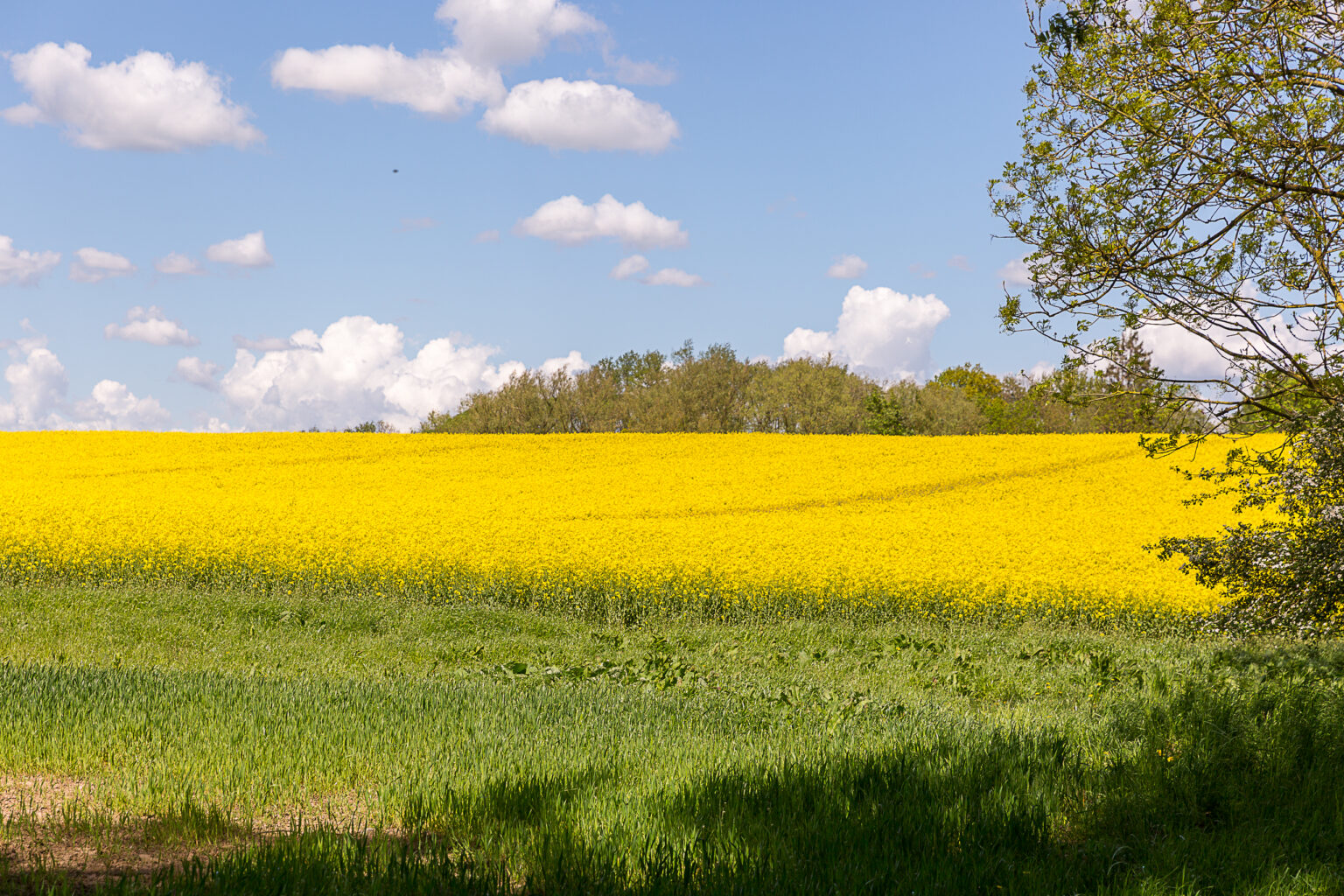 Blühendes Rapsfeld in der Mecklenburgischen Landschaft