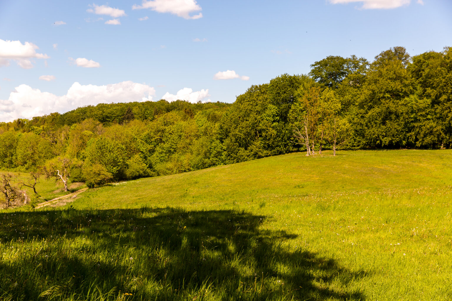 Blick über grüne Hügel und Wälder der Mecklenburger Schweiz"