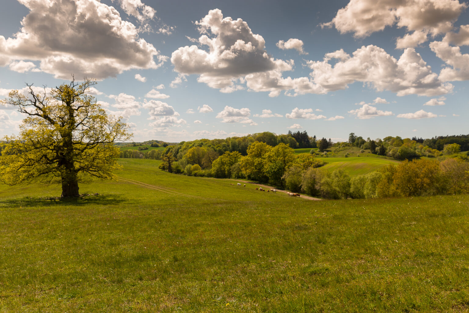 Hügelige Wiesenlandschaft der Mecklenburger Schweiz