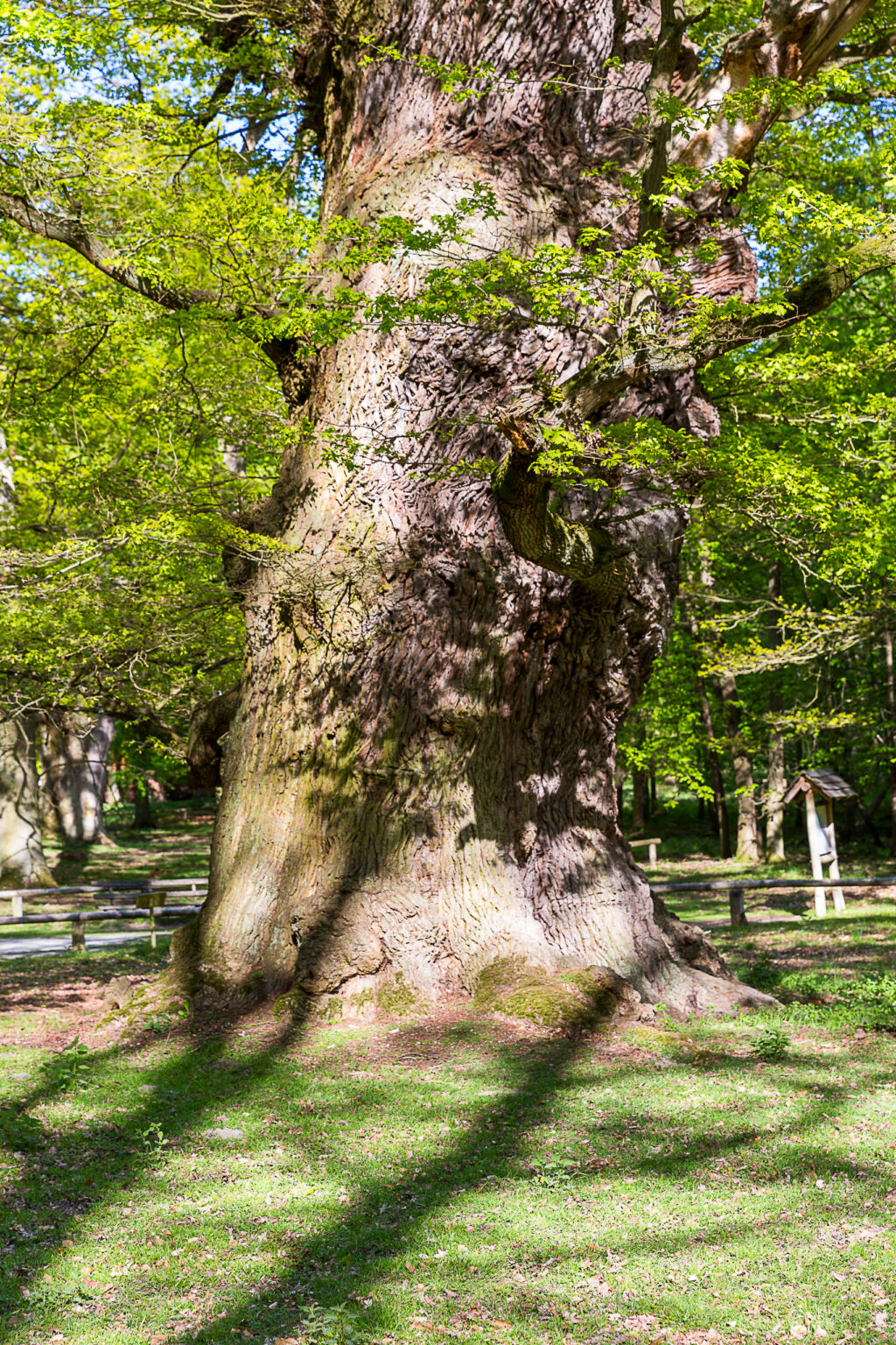 Alter knorriger Baum in Nahaufnahme