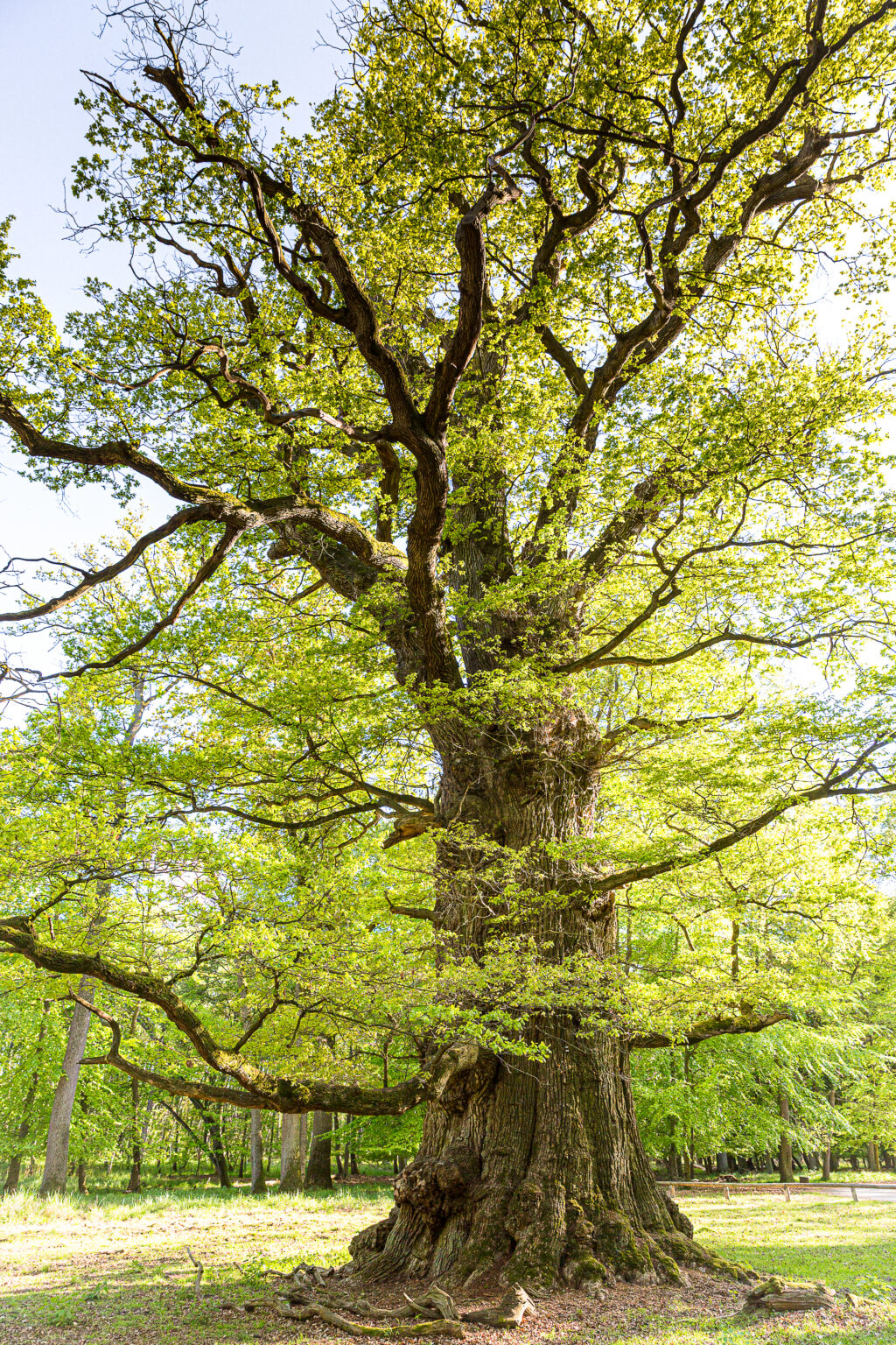 uralte Eiche im Frühling
