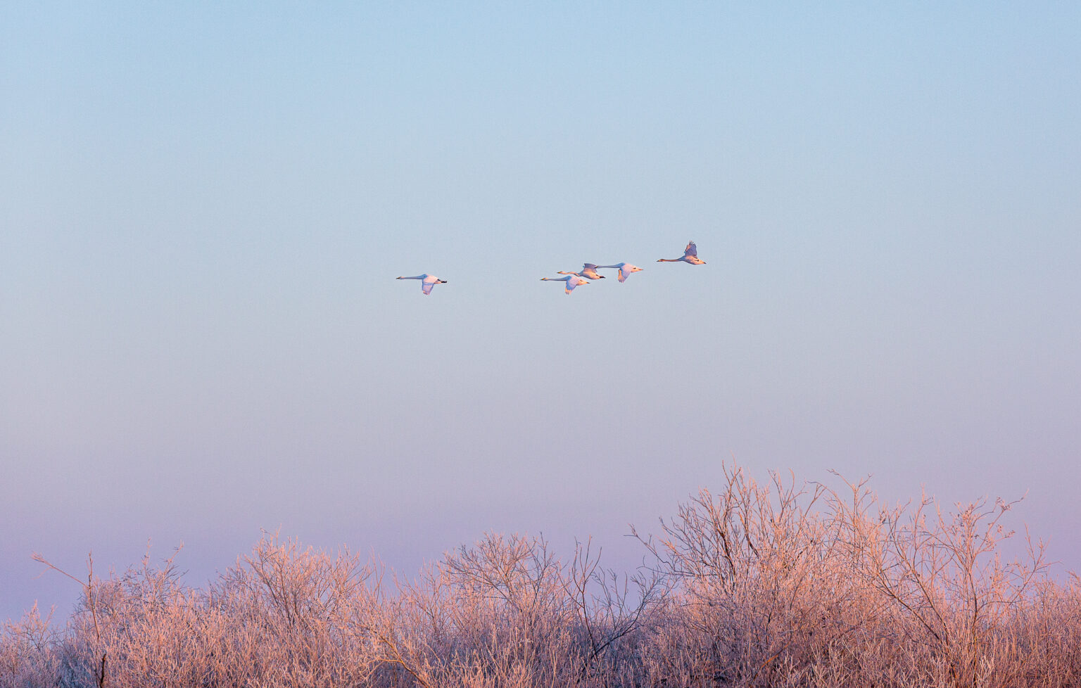 Schwäne fliegen über Winterlandschaft