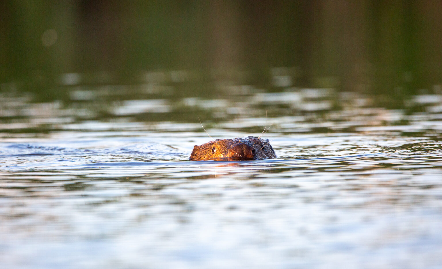Biber auf der Peene bei Neukalen