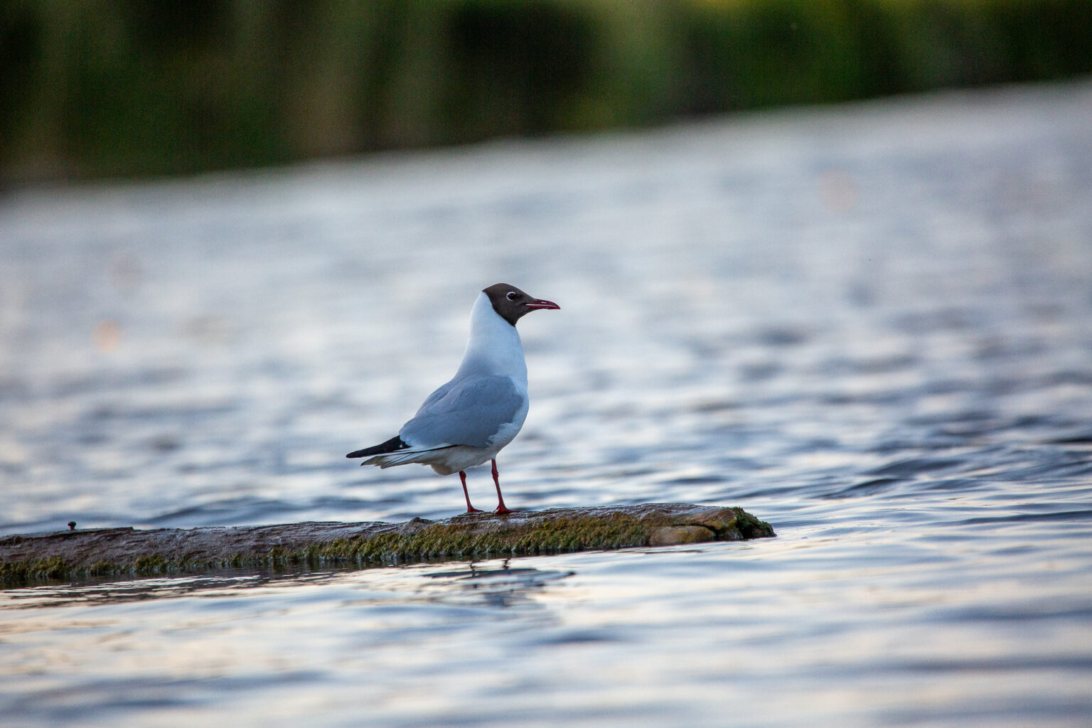 Möwe auf einem Pfahl