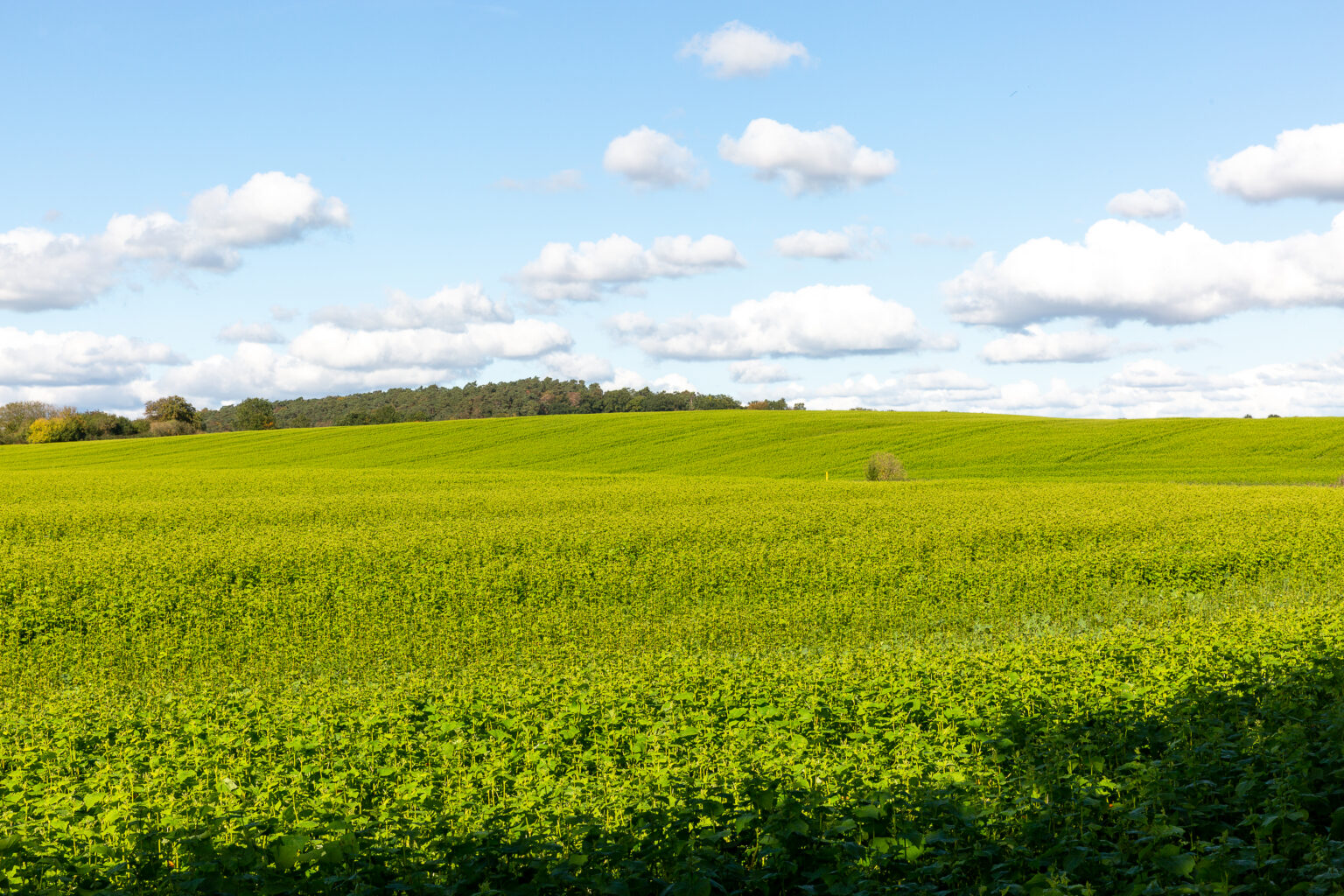 Weite Wiesenlandschaft der Mecklenburgischen Seenplatte