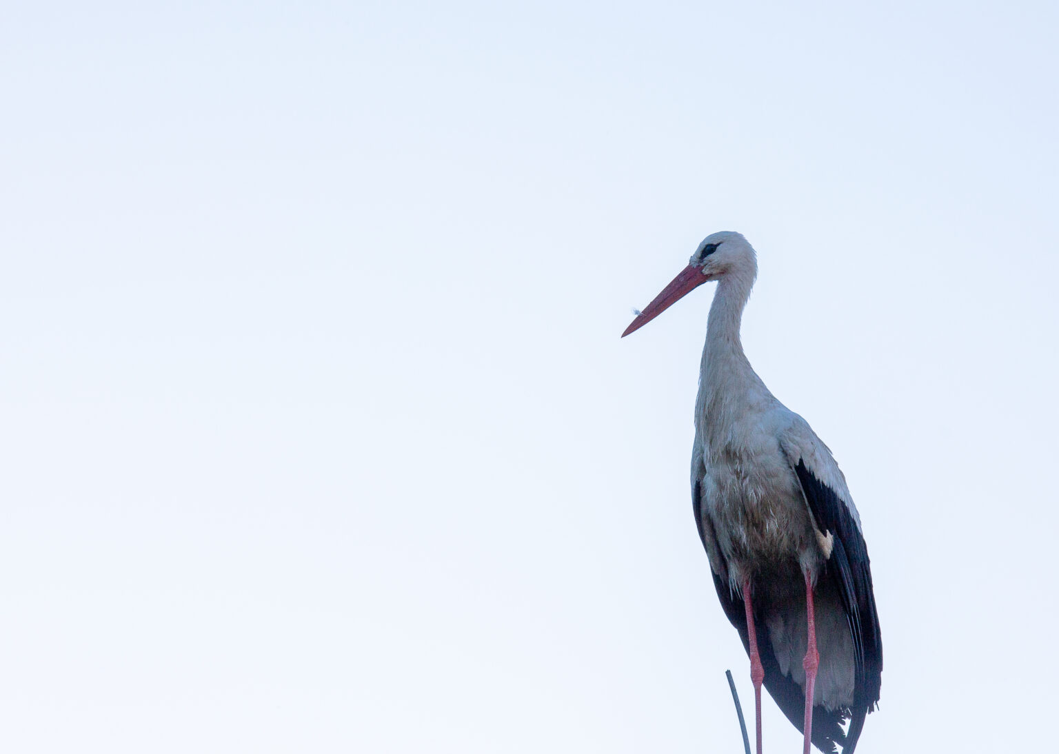 Storch stehend auf einem Dach