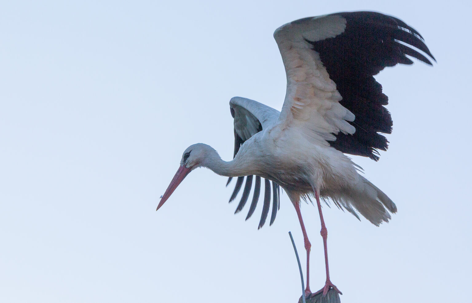 Storch im Flug/Landung vor hellem Himmel