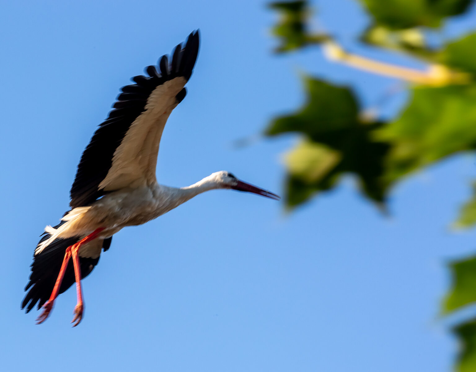 Storch im Flug, Nahaufnahme