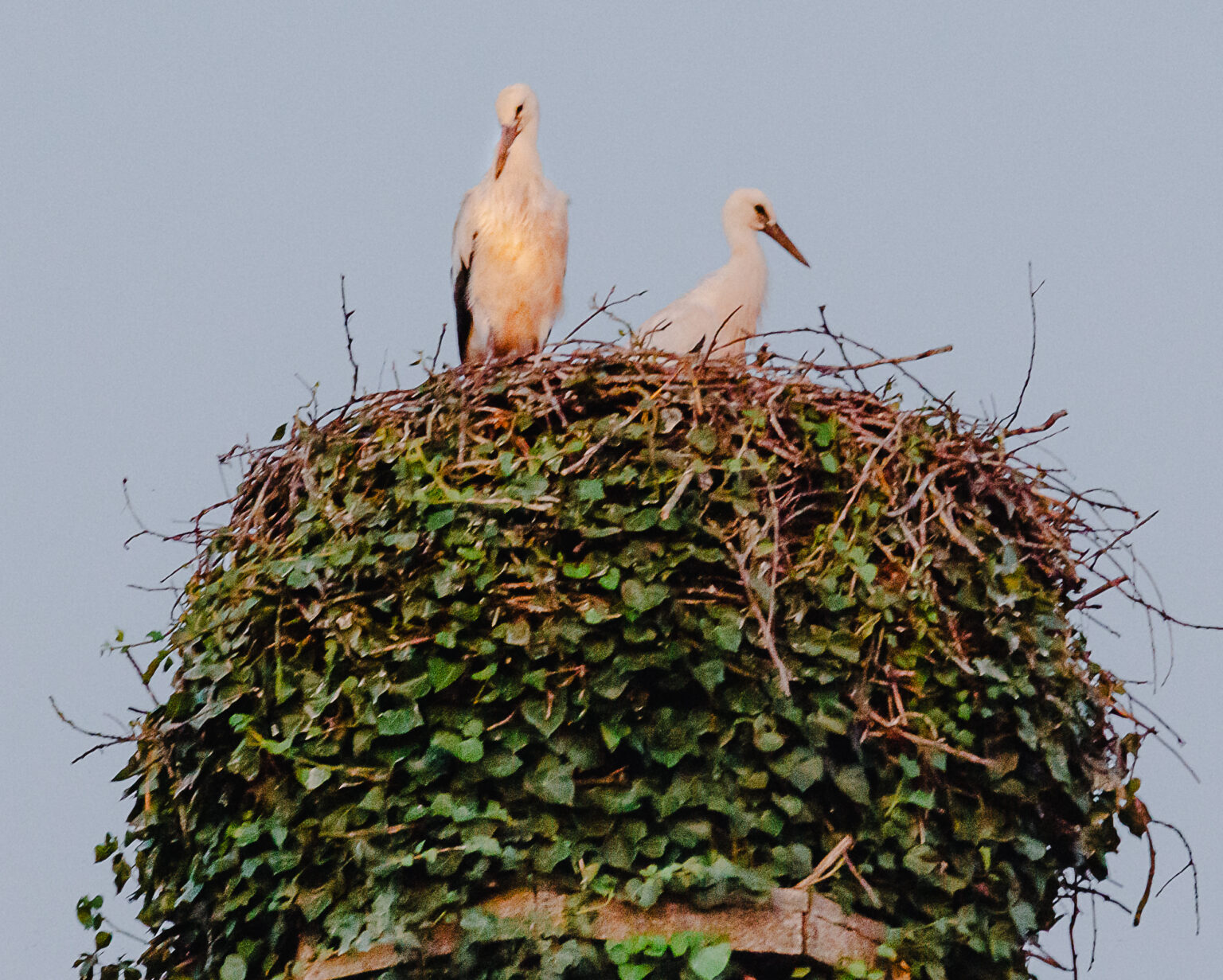 Storchpaar im Nest