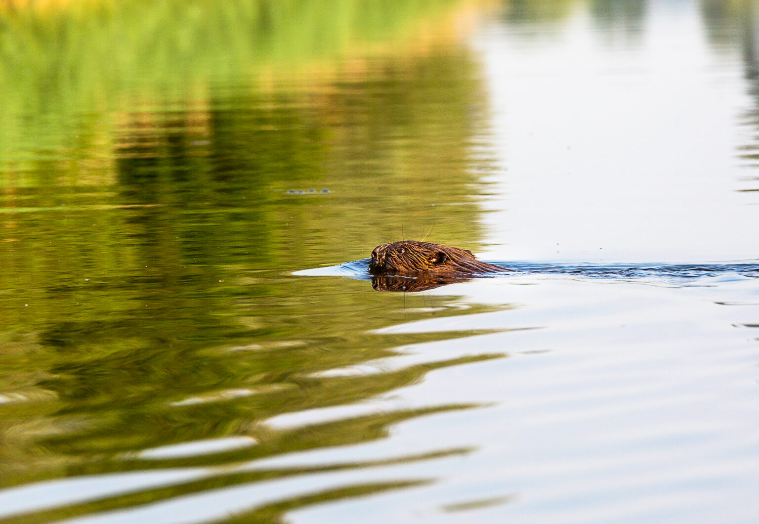 Biber schwimmt in der Peene