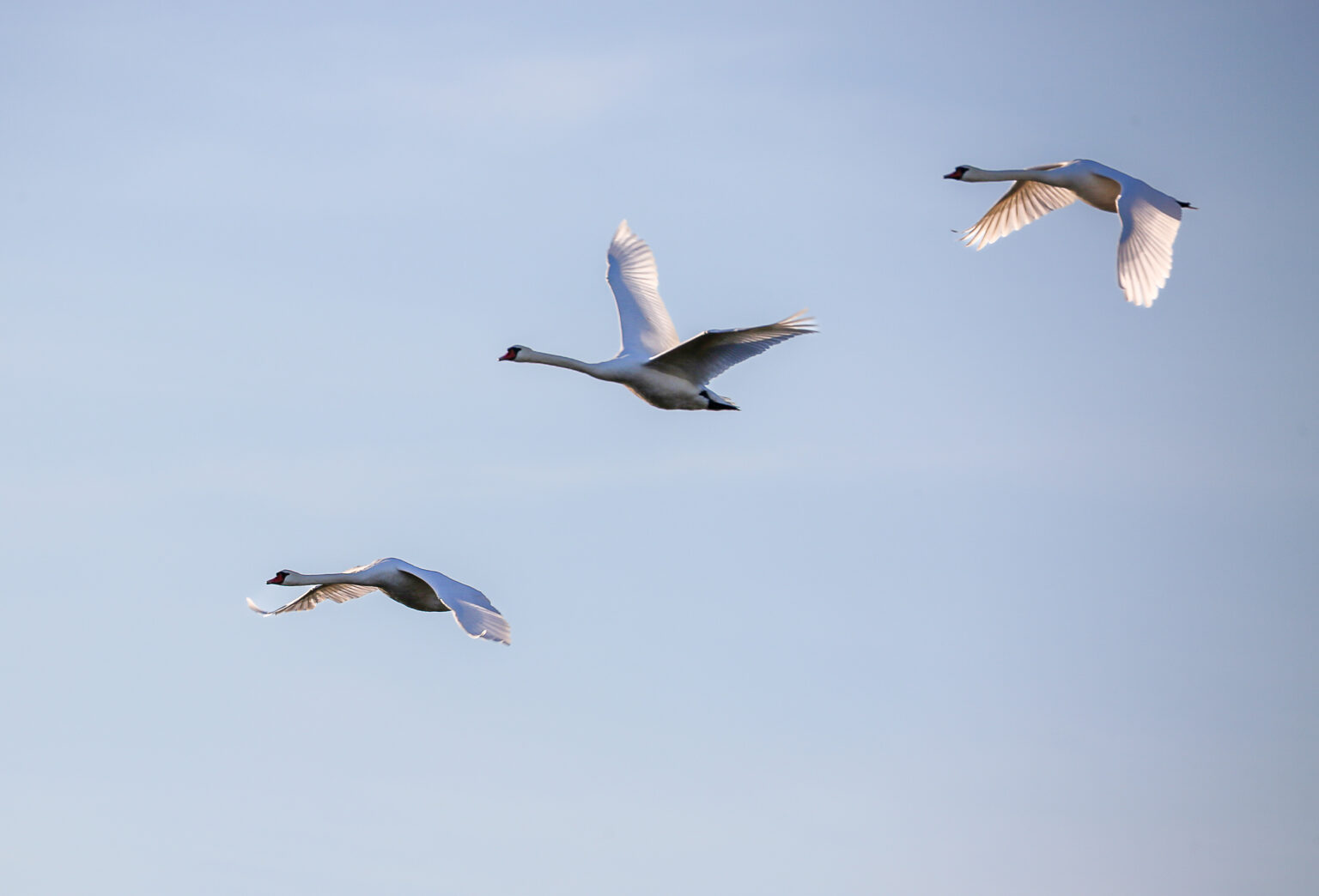 3 Schwäne im Flug