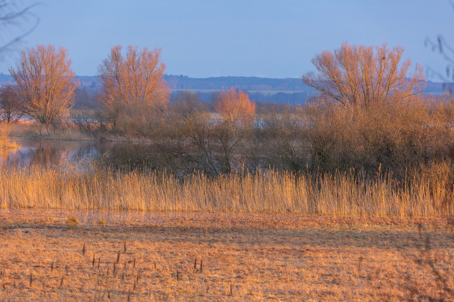 Peene-Wiesen moit Weiden im Abendlicht