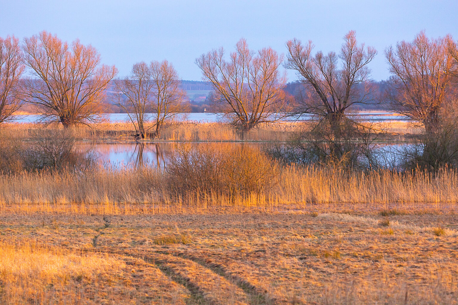 Überflutete Peene-Wiesen im Abendlicht