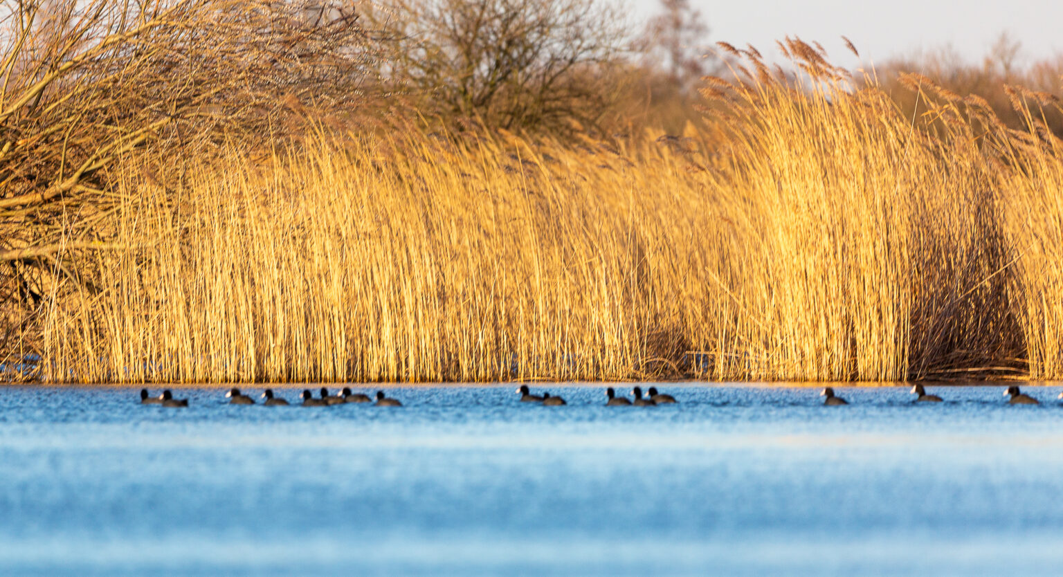 Wasservögel auf dem Kummerower See